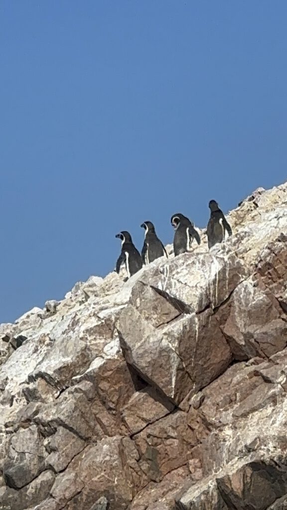 pinguinos de humbold encima roca