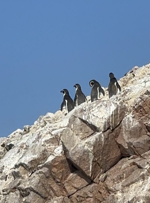 pinguinos de humbold encima roca