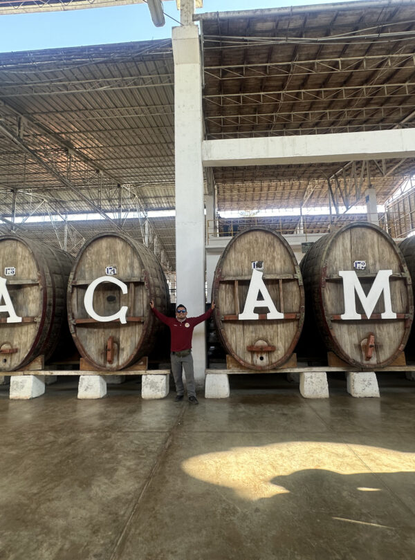 bodega tacama barriles