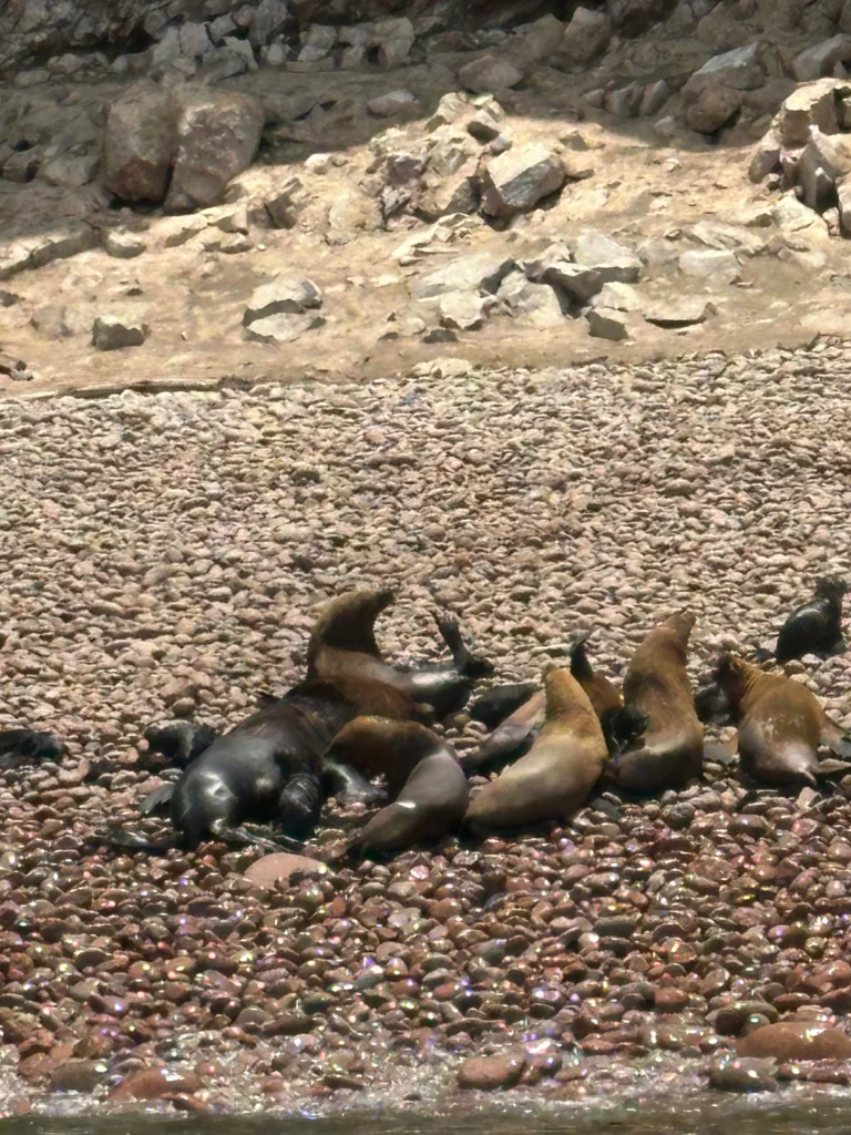 lobos marinos en islas ballestas