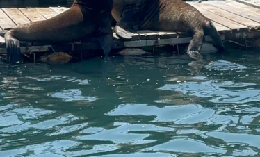 lobos marinos en muelle turistico paracas