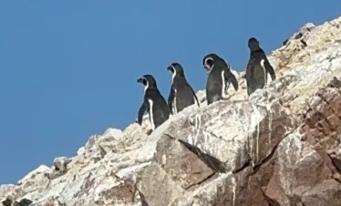 PINGUINOS EN ISLA BALLESTAS