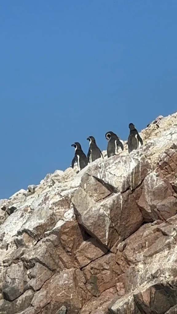 PINGUINOS EN ISLA BALLESTAS