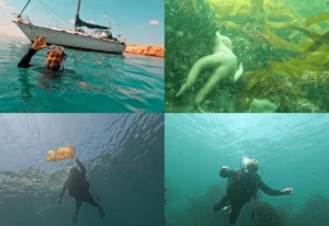 grid buceo en paracas
